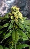 CBD Divine