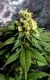 CBD Divine